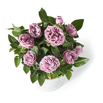 4.5" Mini Rose