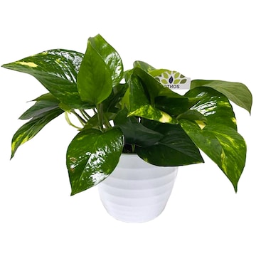 Pothos 6" Plant