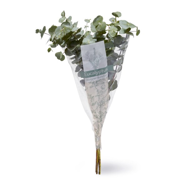 Eucalyptus Bunch Publix Super Markets