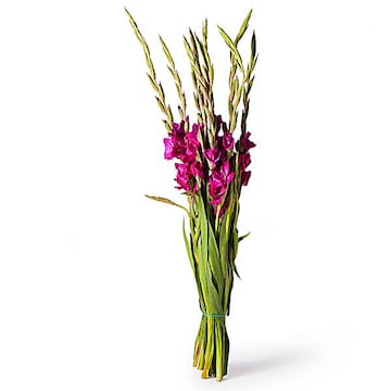 Gladiolus