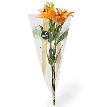 Lily Bunch