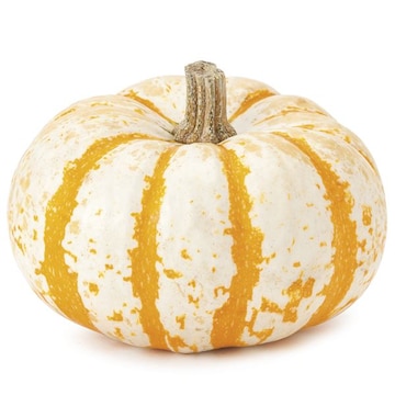 Tiger Striped Pumpkins Miniature