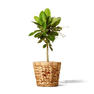 Foliage Assorted 8"