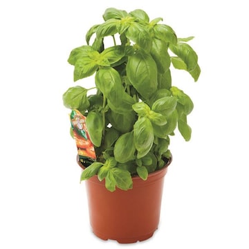 Potted Basil