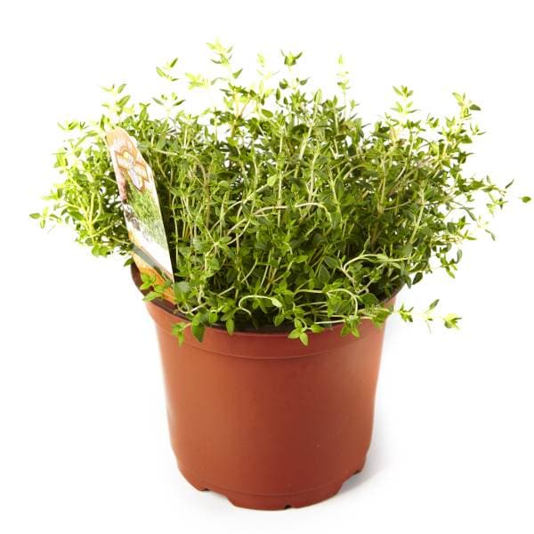 Assorted Potted Herbs Publix Super Markets