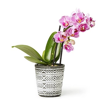 Espresso Phalaenopsis Orchid