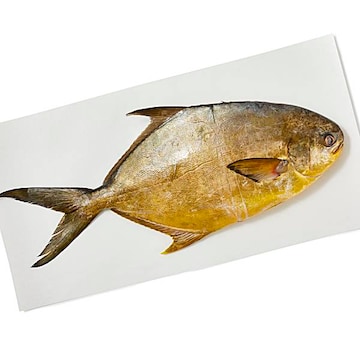 Whole Pompano Fresh, Never Frozen, Farm Raised