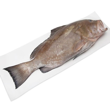 Whole Red Grouper, Small, Fresh, Wild, Responsibly Sourced