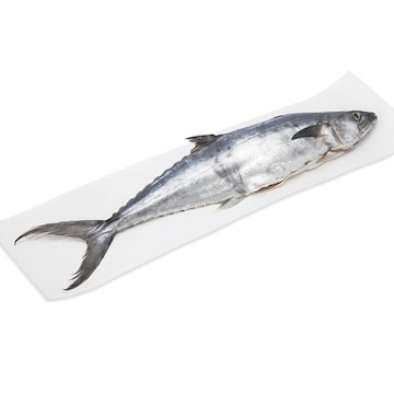 Whole Spanish Mackerel (Mackerel), Fresh, Wild, Responsibly Sourced