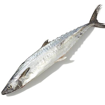 Whole Kingfish (King Mackerel), Small, Fresh, Wild, Responsibly Sourced