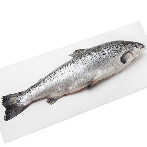 Salmon, Whole, Fresh, Farmed, Responsibly Sourced Publix Super Markets
