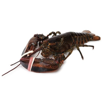 Live Lobster, Medium, 1.25 - 1.75 Lbs/Lobster, Wild