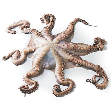 Octopus Previously Frozen, Wild Harvested