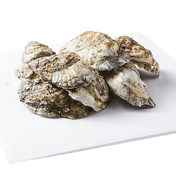 Hollywood Oysters, Shell On