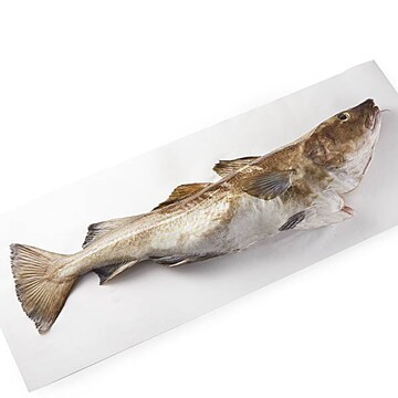 Whole Cod Fresh, Never Frozen, Wild Harvested