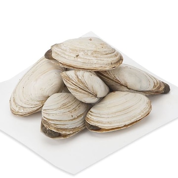 Steamer Clams (Softshell Clams), Live, Wild
