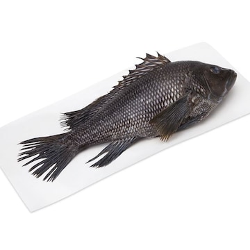 Whole Black Sea Bass, Fresh, Wild, Responsibly Sourced