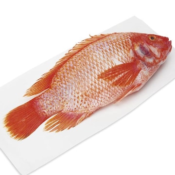 Tilapia, Whole, Fresh, Farmed, Responsibly Sourced