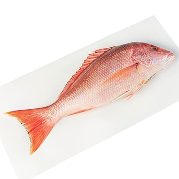 Whole Caribbean Red Snapper, Medium Fresh, Never Frozen, Wild Harvested