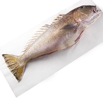 Whole Gold Tilefish Fresh, Never Frozen, Wild Harvested