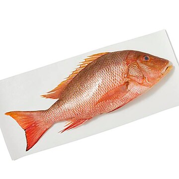 Whole Mutton Snapper, Small Fresh, Never Frozen, Wild Harvested
