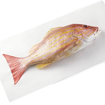 Whole Atlantic Lane Snapper, Small Fresh, Never Frozen, Wild Harvested