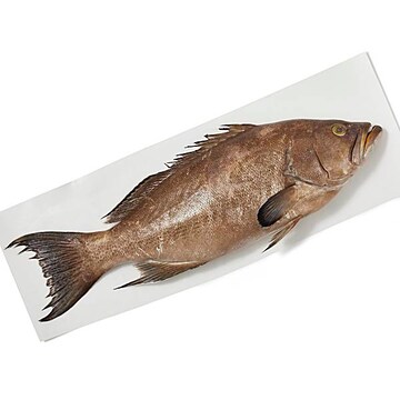 Whole Scamp Grouper Fresh, Never Frozen, Wild Harvested in Florida