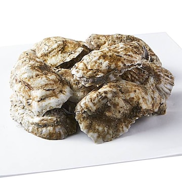 Sweet Jesus Oyster, Shell On